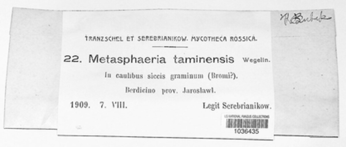 Keissleriella taminensis image